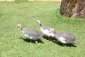 Guinea fowl are finding worms to eat in the green lawns.Ã¢â¬â¹ Guinea fowl inÃ¢â¬â¹ theÃ¢â¬â¹ farm.